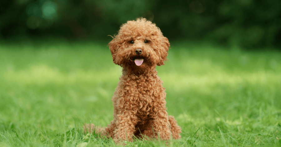 brown toy poodle sitting in grass