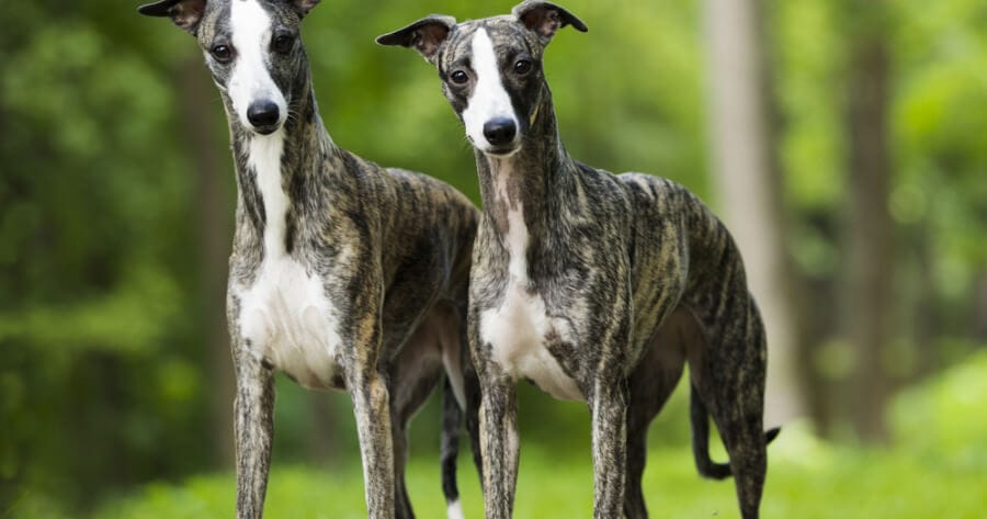 Two Whippet dogs