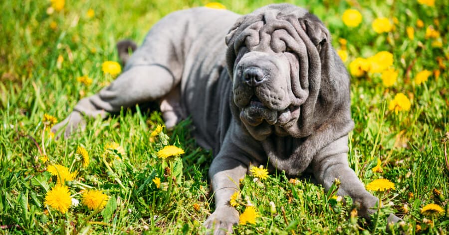 blue shar pei laying in the grass