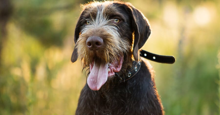 The German Wirehaired pointer dog
