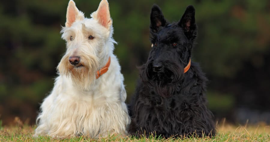 Two Scottish Terrier dogs 