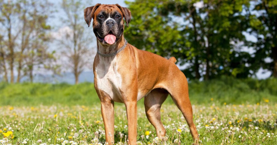 brown boxer standing