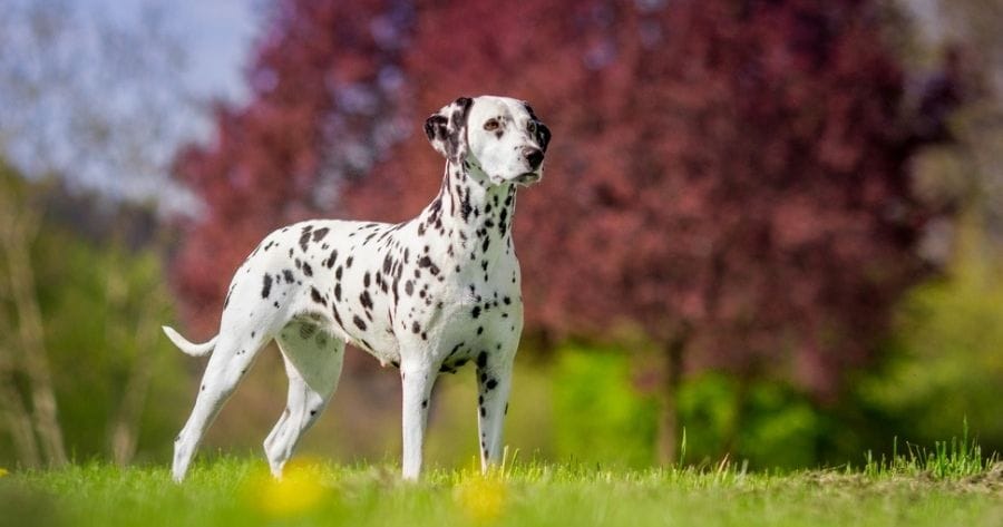 The Dalmatian dog