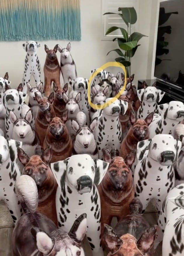 Husky hiding in the middle of inflatable dogs