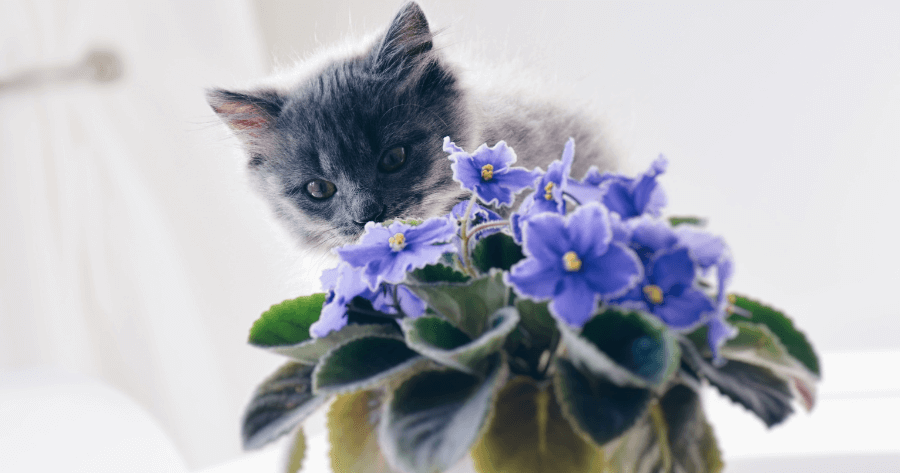 kitten playing with african violet