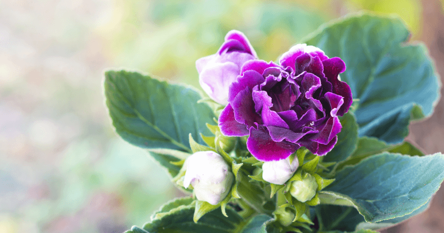 purple gloxinia in pot