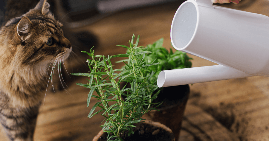 cat smelling herbs as they are being watered