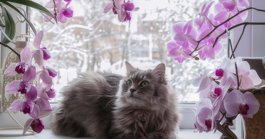 cat surrounded by purple orchids