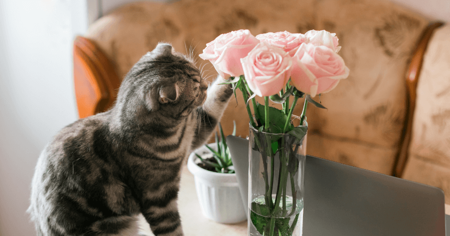 cat playing with pink roses