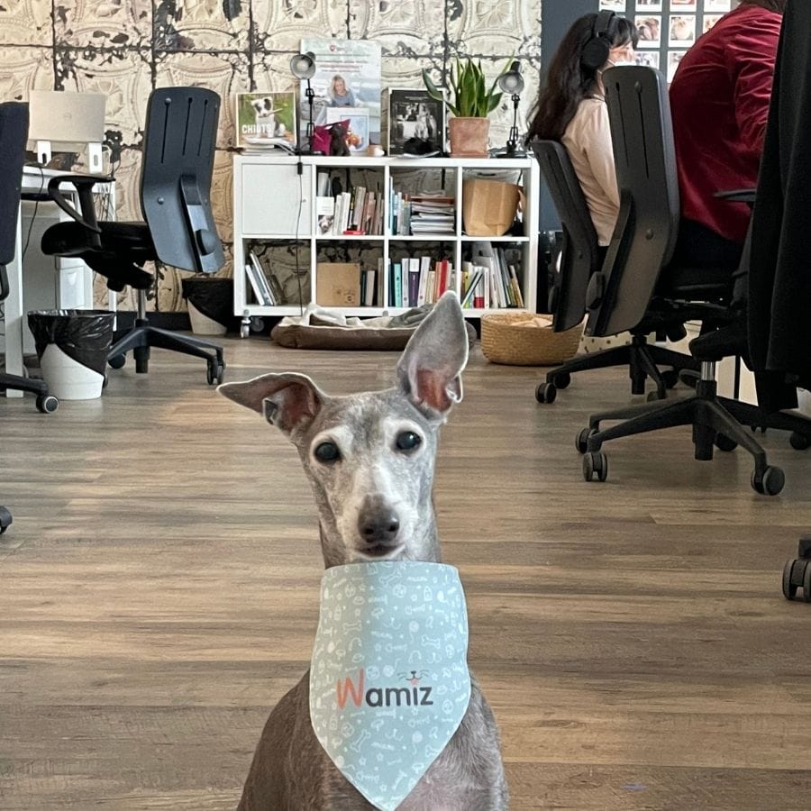 Italian Greyhound in office