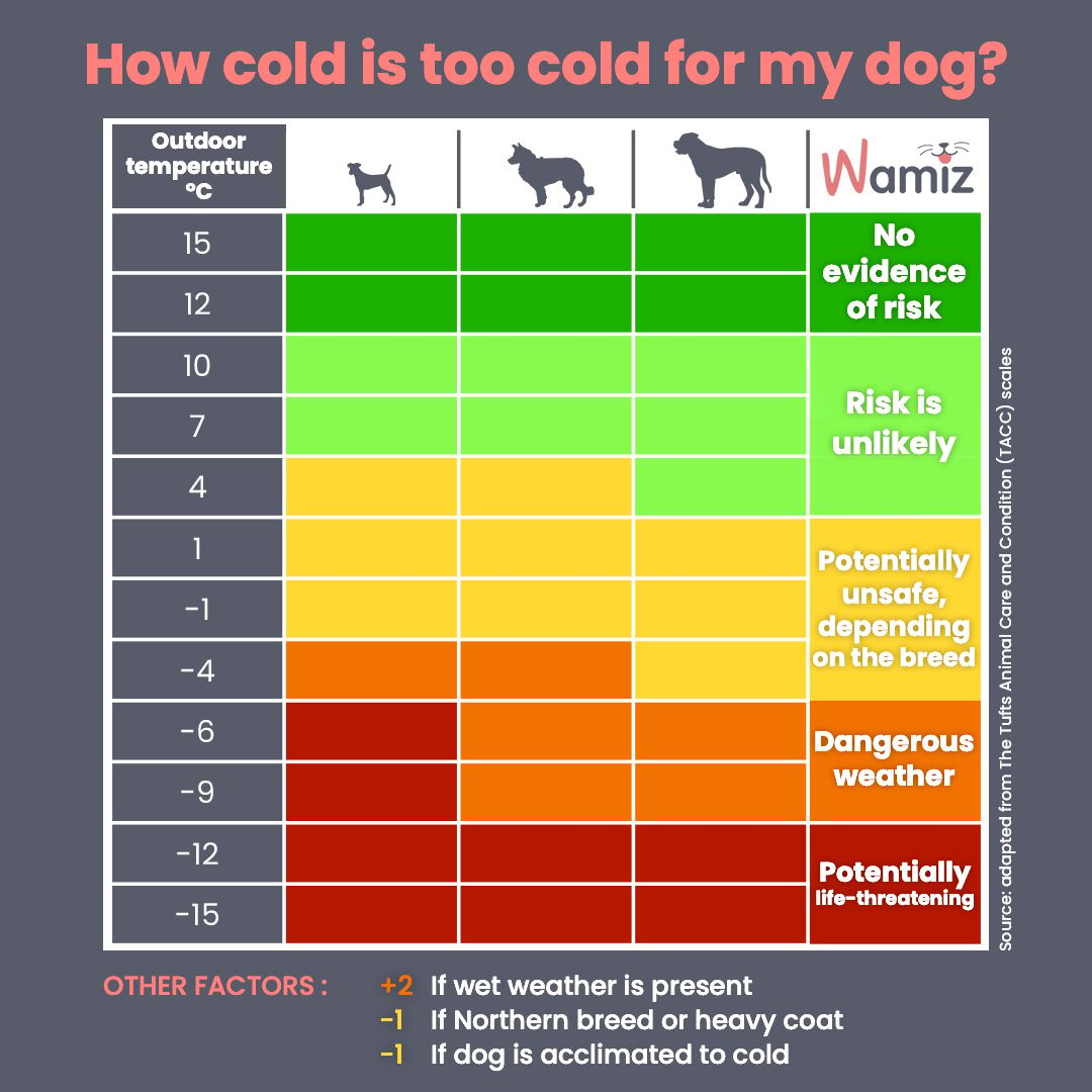 temperature chart for walking dogs in the cold