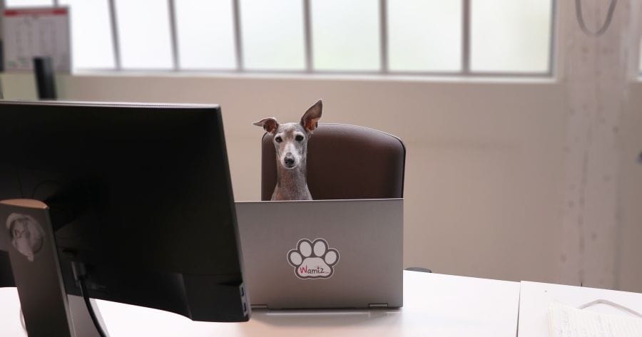 Italian Greyhound in office