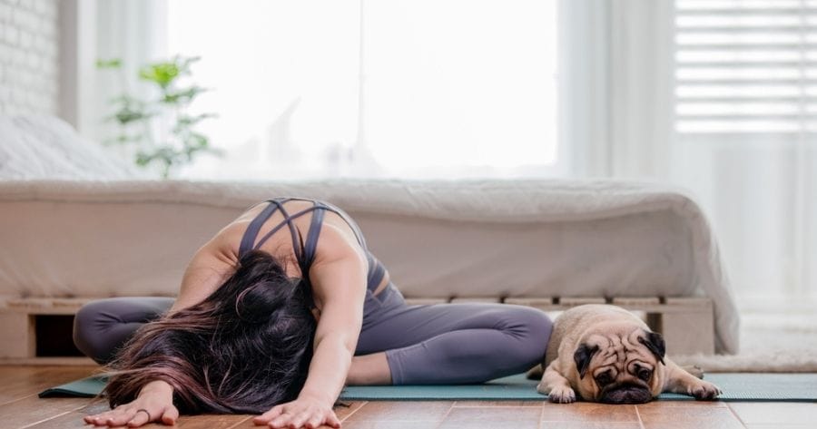 Pug lying while woman doing yoga