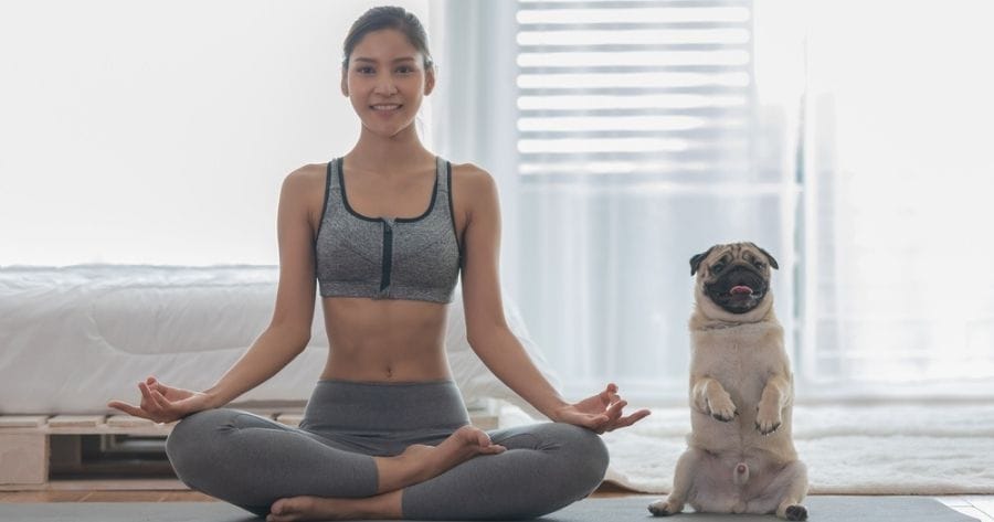 Yoga position with pug