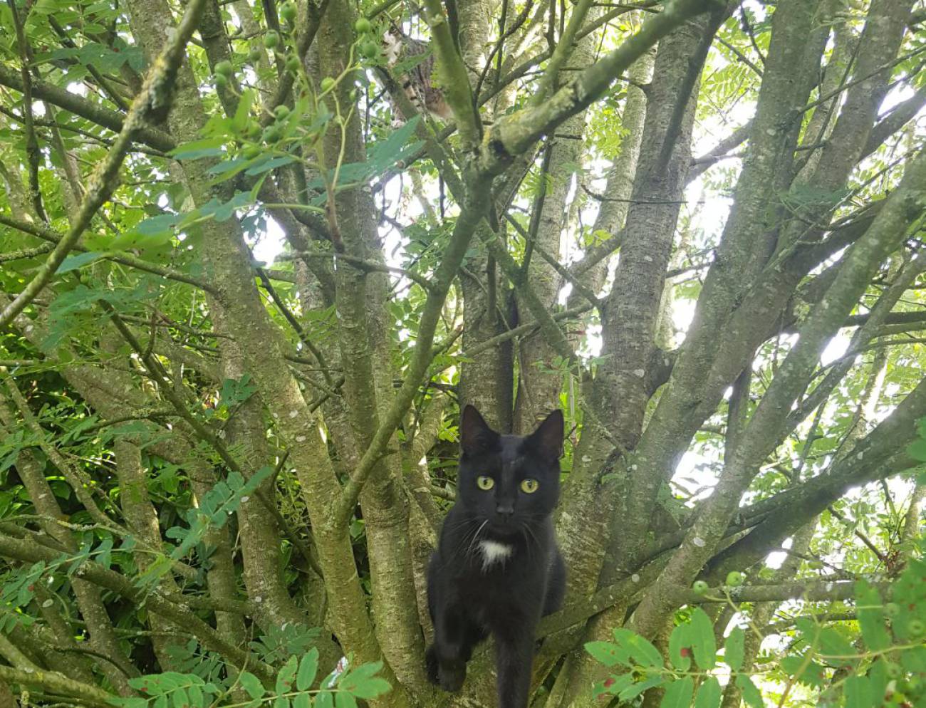 gatto nero tra i rami di un albero