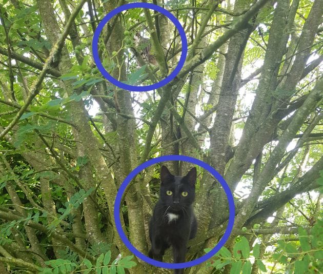due gatti su un albero messi in evidenza da cerchi blu