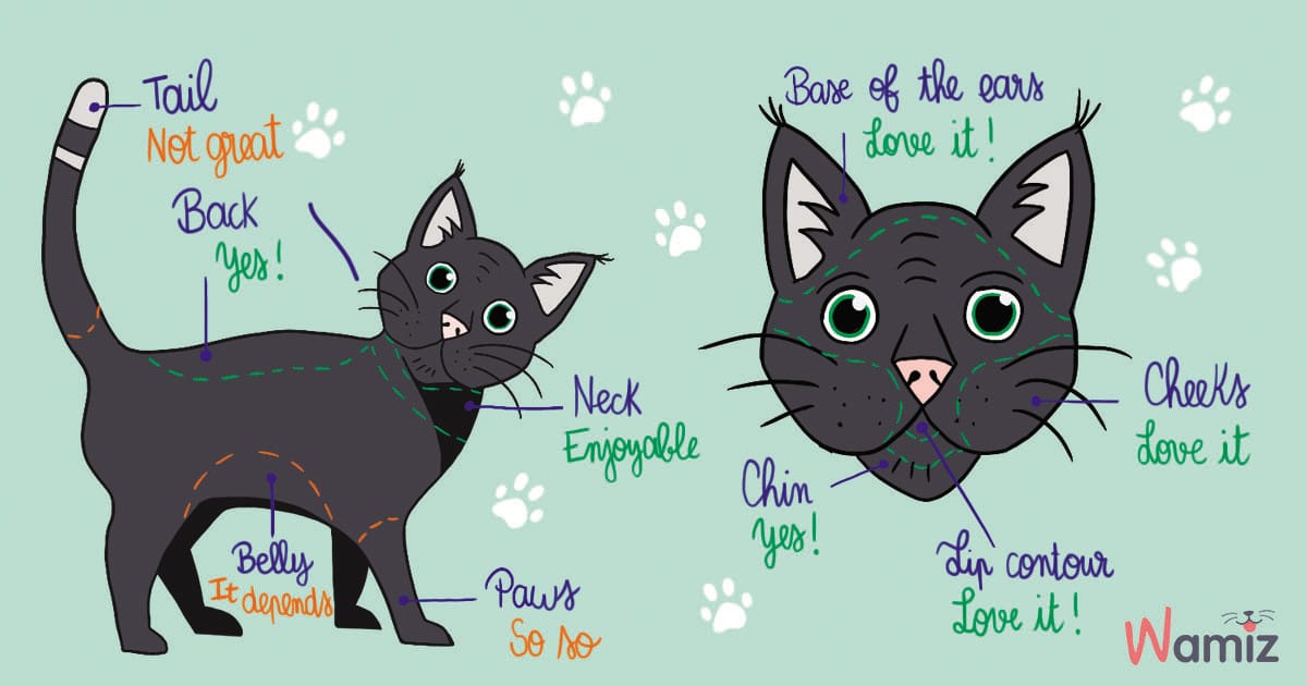 Infography on how to pet a cat
